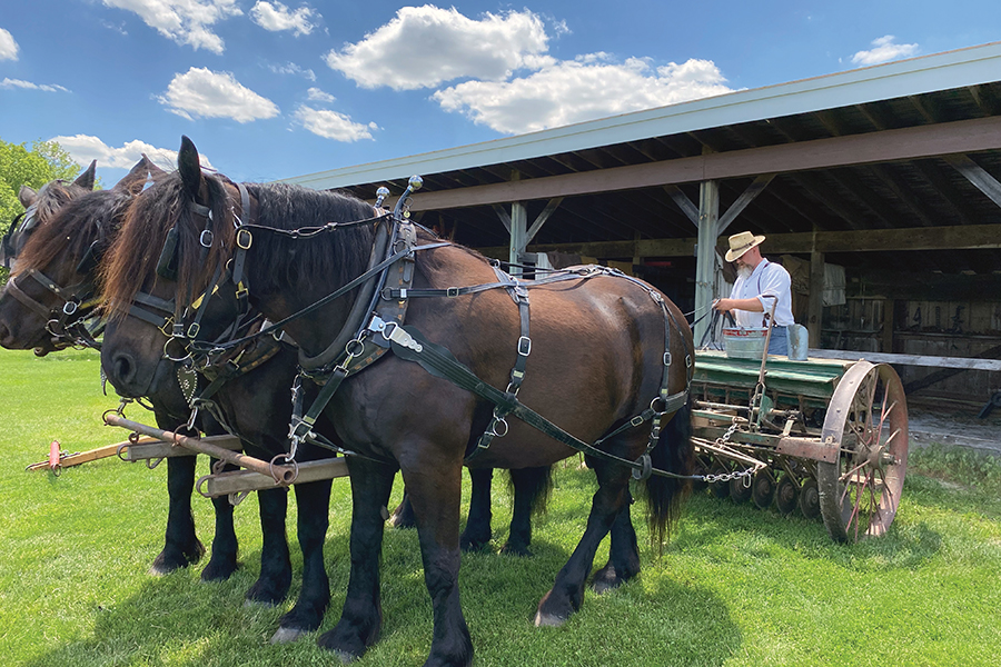 horses pulling an Oliver grain drill